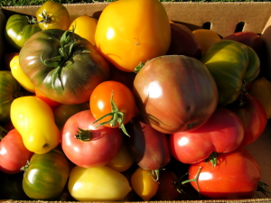 Hierloom tomatoes grown by Purple Onion Cuisine